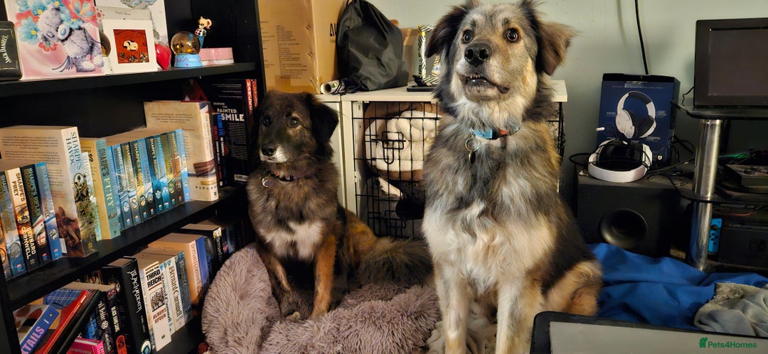 Mixed Breed dogs for adoption: Paddington the Bear - Advert 5