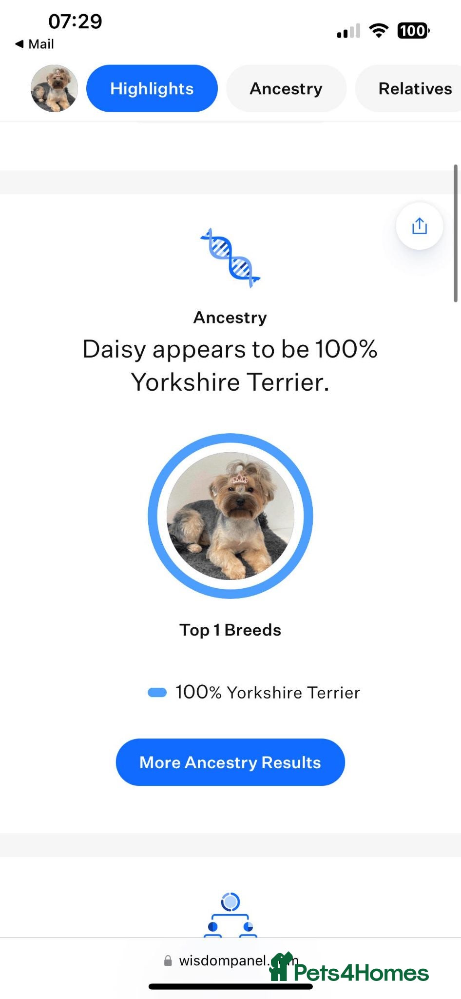 Yorkshire Terrier dogs Yorkshire Terrier 🐶 🐶 🐶 🐶 🐶  - Advert 4