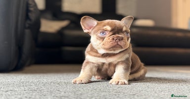 French Bulldog dogs - Advert 5