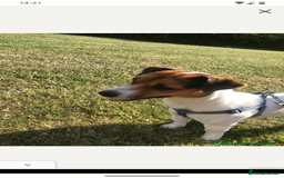 Jack Russell dogs for sale: Chunky Confident Terrier Pups for 5* Active Homes - Image 14