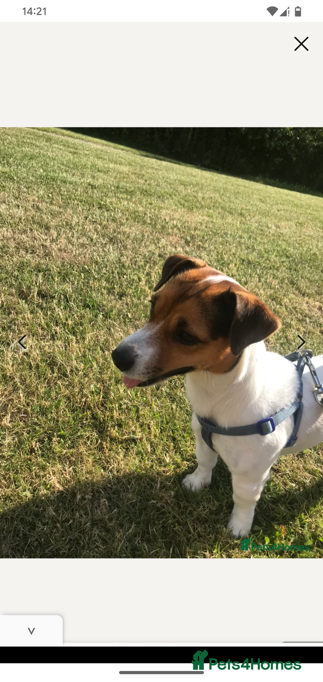 Jack Russell dogs for sale: Chunky Confident Terrier Pups for 5* Active Homes - Image 14