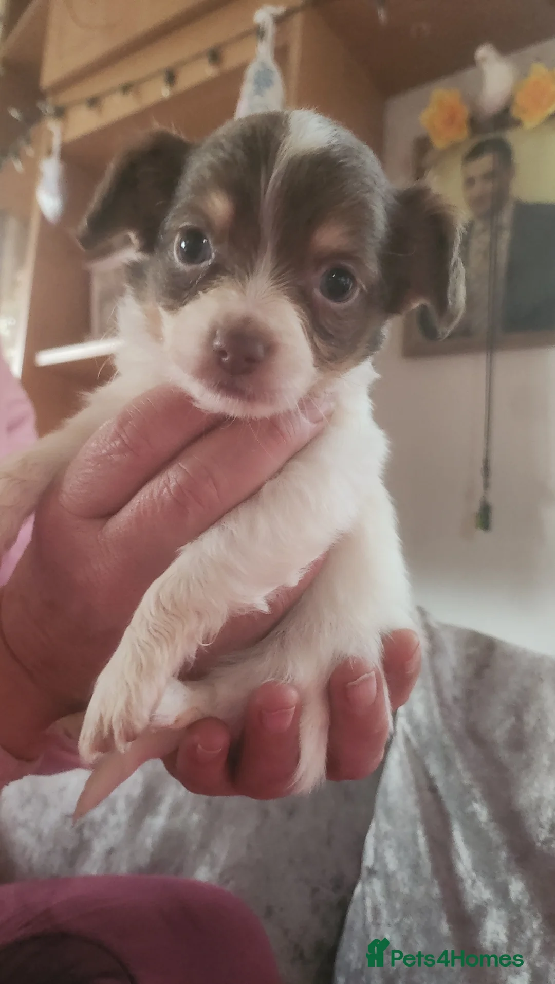 Mixed Breed dogs for sale: Looking for new laps  - Advert 8