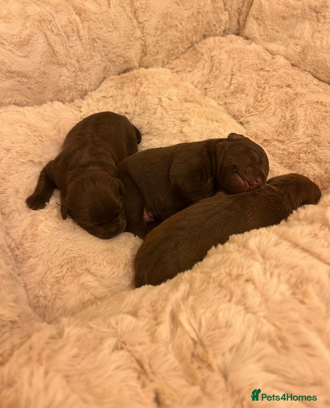 Patterdale Terrier dogs for sale: red patterdale pups  - Advert 14