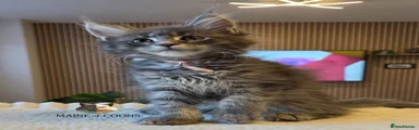 Maine Coon 6