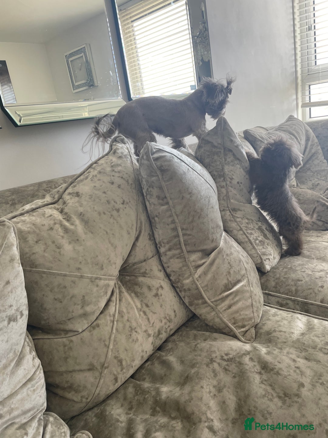 Shih Tzu dogs for sale: Tiny small lilac imperial babies - Image 3