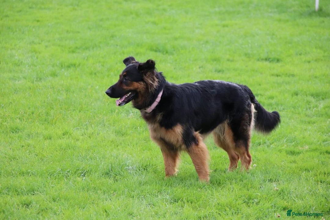 German Shepherd dogs for sale: Upcoming Litter of Pedigree German Shepherd Puppy - Image 11