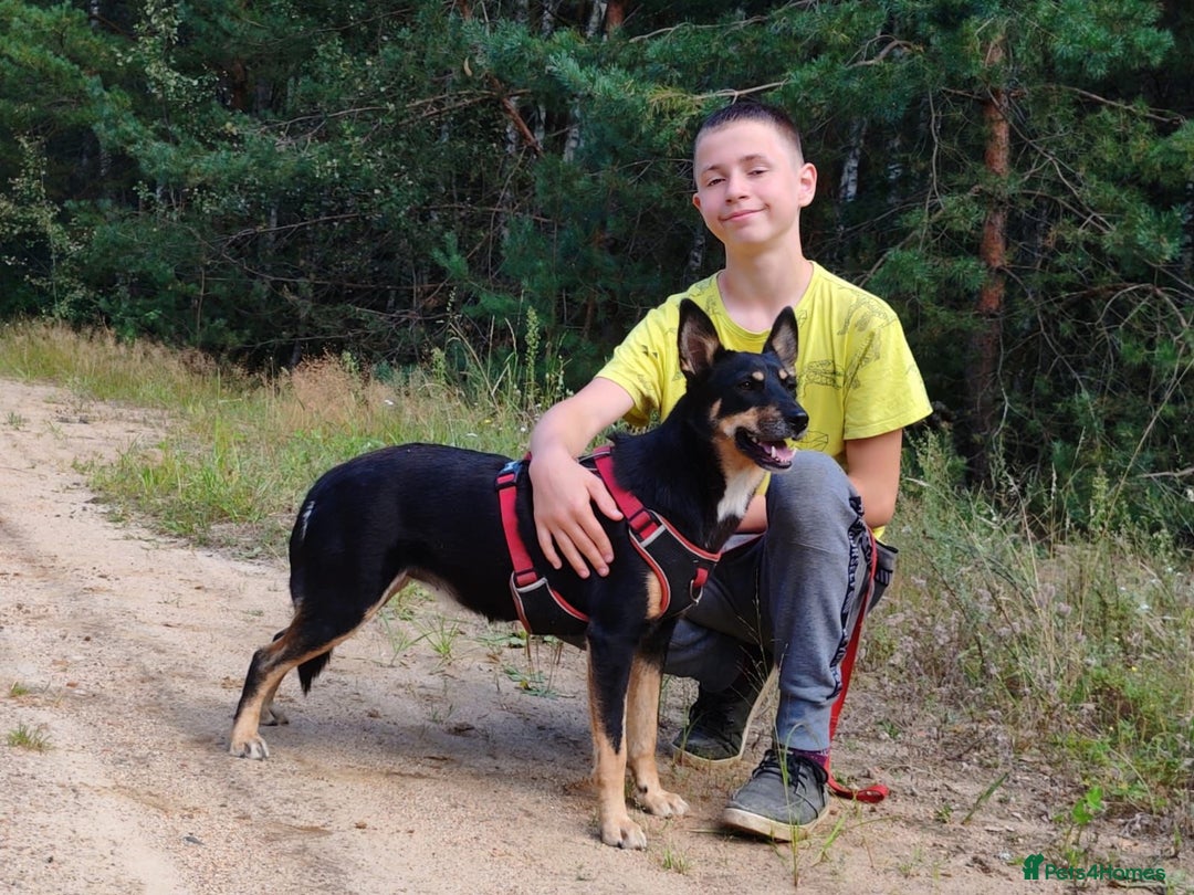 German Shepherd dogs for adoption: TINA – German Shepherd (Female) - Advert 3