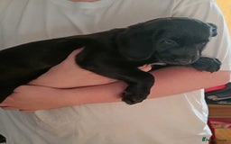 Mixed Breed dogs for sale: Puppies - Image 1
