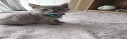 Mixed Breed cats for sale: Gorgeous British Shorthair Mix Kittens - Advert 17