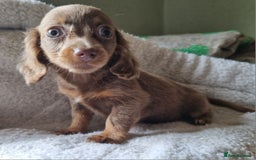 Mixed Breed dogs for sale: Long Haired Dachshund x lilac merle - Image 3