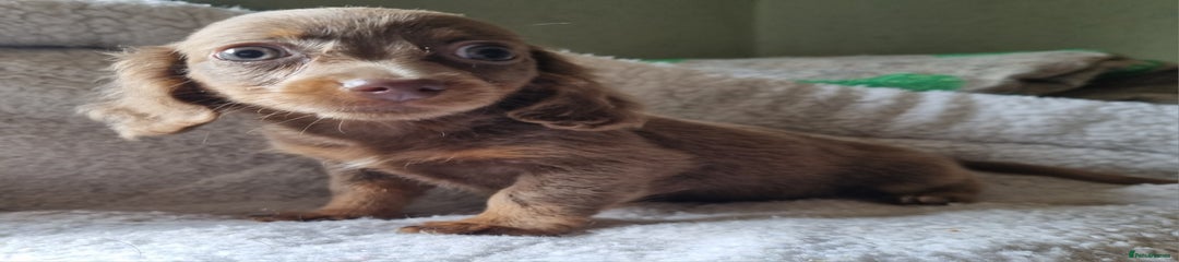 Mixed Breed Puppy 3