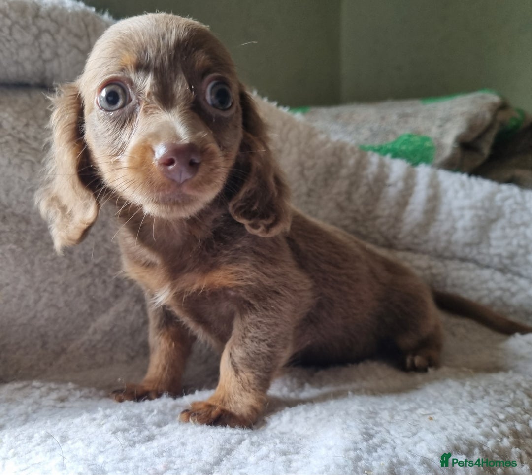 Mixed Breed dogs for sale: Long Haired Dachshund x lilac merle - Image 3