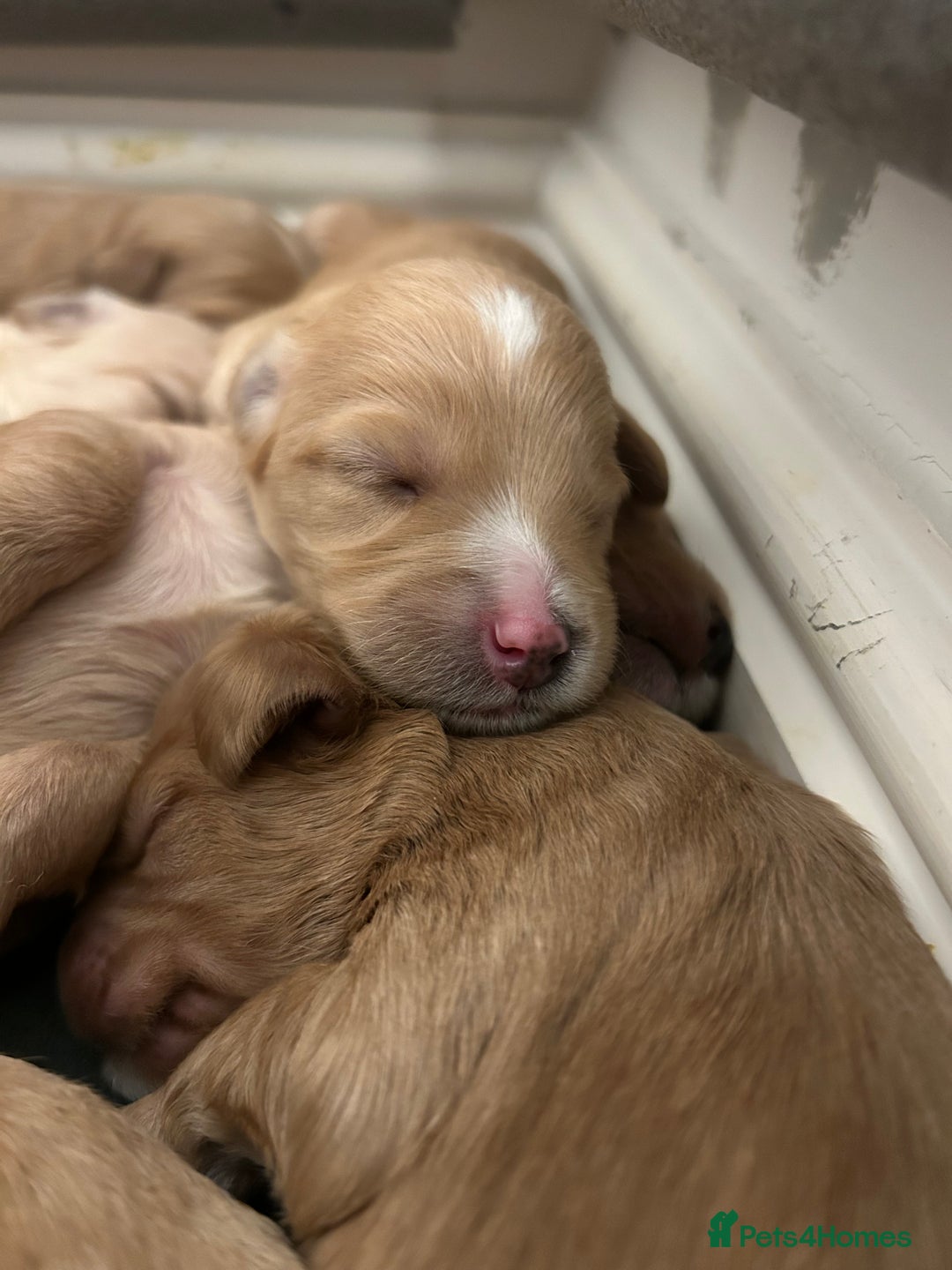 Cockapoo dogs for sale: F2 cockapoo’s for sale! 🌟  - Advert 7