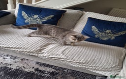 British Shorthair cats for sale: British Shorthair x Ragdoll Cat for Rehoming  - Image 10