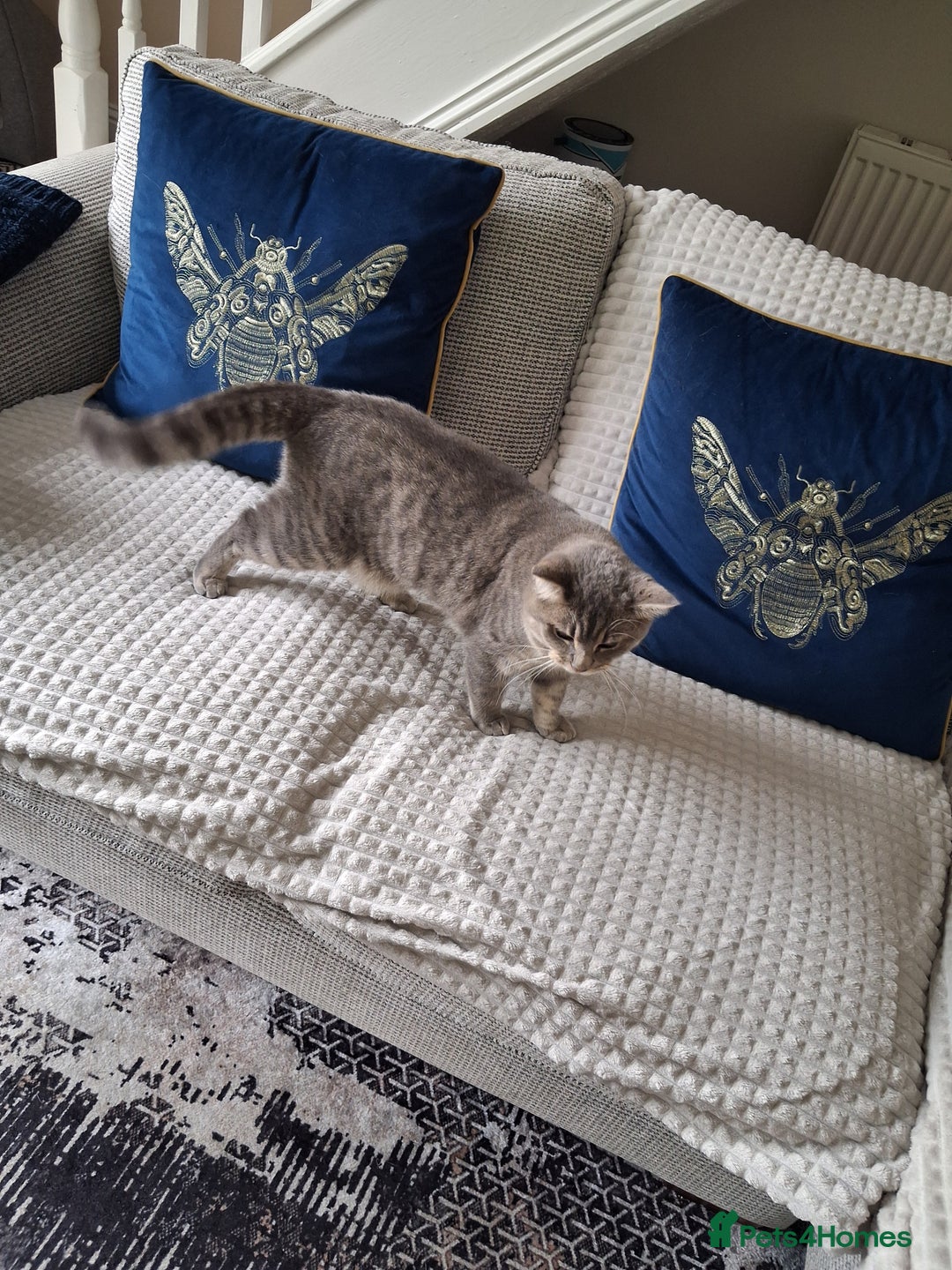 British Shorthair cats for sale: British Shorthair x Ragdoll Cat for Rehoming  - Image 10