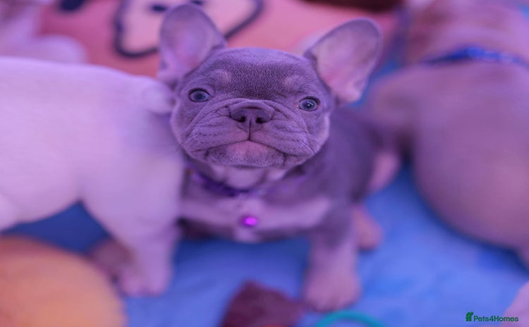 French Bulldog dogs - Advert 11