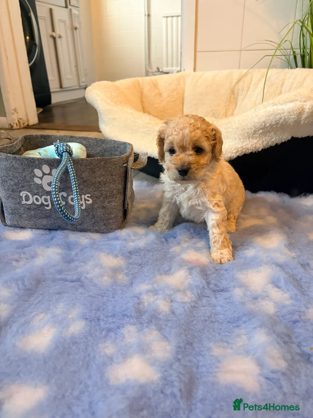 Cockapoo dogs for sale: F1B cockapoos last boy left  - Advert 14