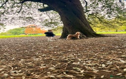 Toy Poodle dogs for sale: Entire toy poodle for sale - Advert 4