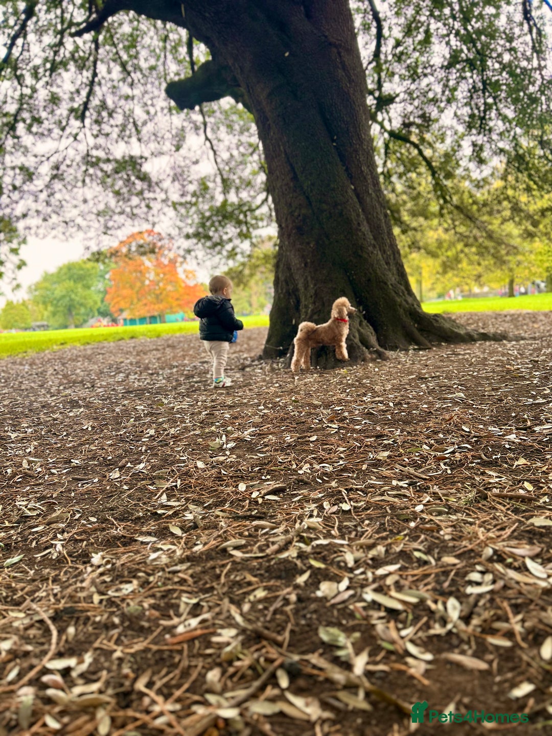 Toy Poodle dogs for sale: Entire toy poodle for sale - Advert 4