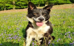 Mixed Breed dogs for sale: Collie cross rough haired Hungarian viszler  - Image 10