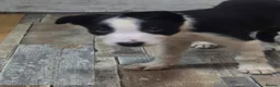 Border Collie dogs for sale: READY NOW - 2 MALE Border Collie Pups left - Advert 2