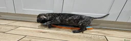 Great Dane dogs for sale: ONLY 1 LEFT Stunning Brindle Male Great Dane Pup - Advert 13