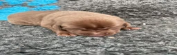 Labrador Retriever dogs for sale: outstanding chunky labrador pups - Advert 6