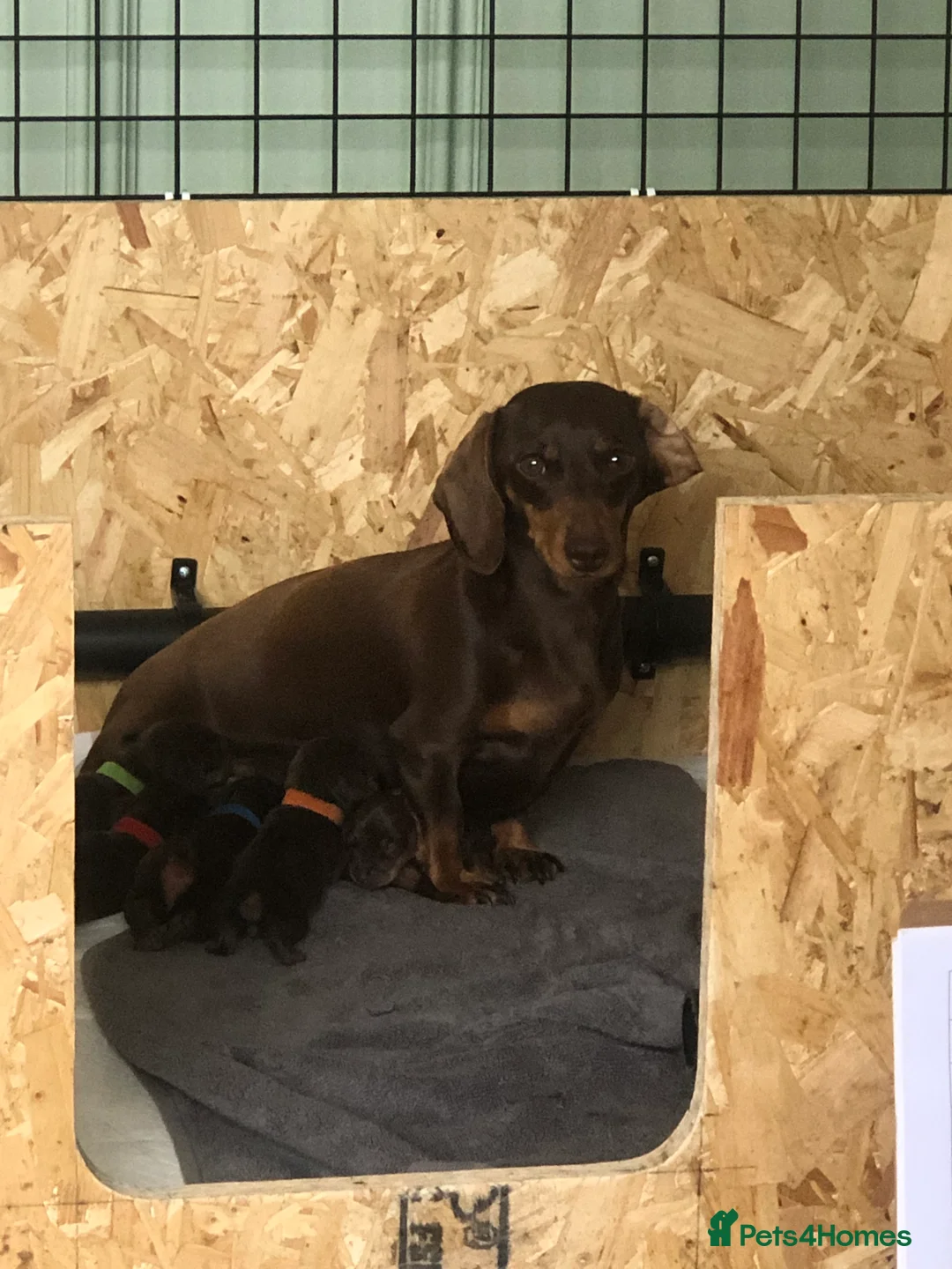 Miniature Dachshund dogs for sale: Beautiful Smooth Hair Miniature Dachshund - Advert 2