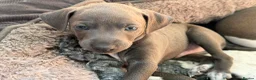 Italian Greyhound dogs for sale: Stunning well bred Italian greyhound -one boy left - Advert 4