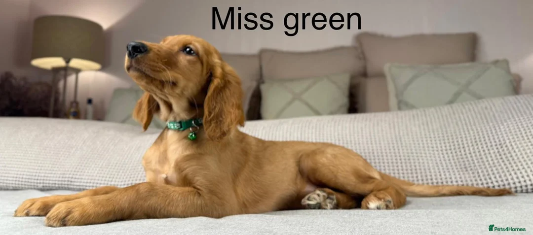 Goldendoodle dogs for sale: These will be stunning adults. Real head turners. - Advert 21