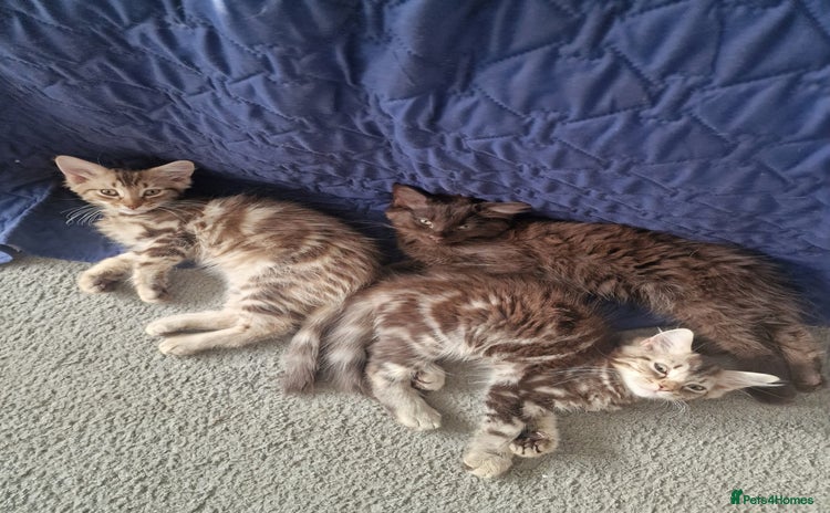 Maine Coon cats - Advert 1
