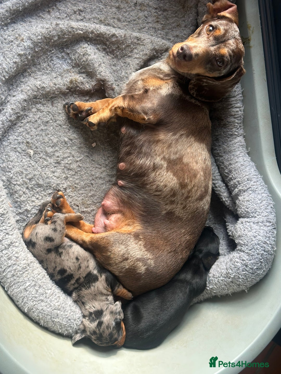 Miniature Dachshund dogs for sale: Ready Soon - Gorgeous KC Reg. Miniature Dachshund - Advert 2