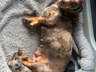 Miniature Dachshund dogs - Advert 10