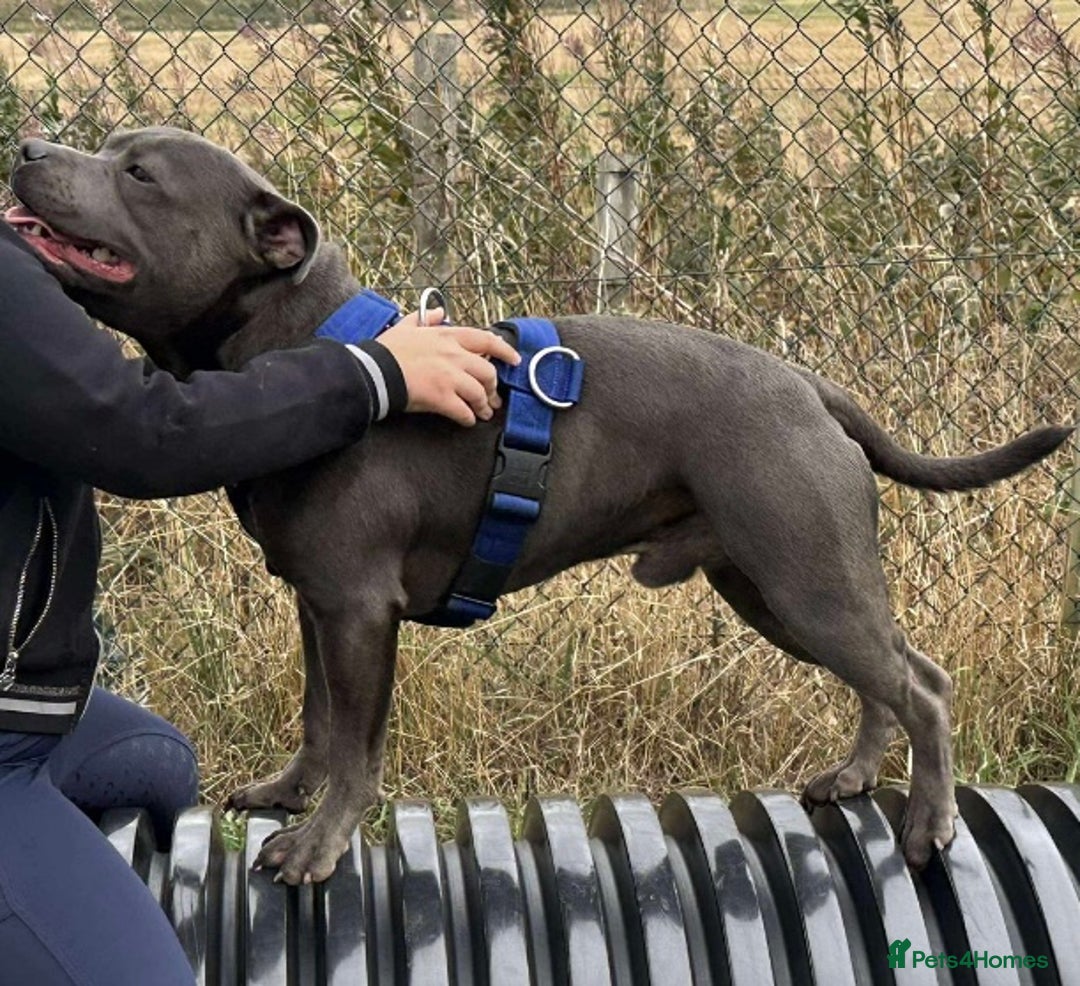 Staffordshire Bull Terrier dogs for stud: KC REG & TESTED BLUE STAFFORDSHIRE BULL TERRIER  - Advert 2