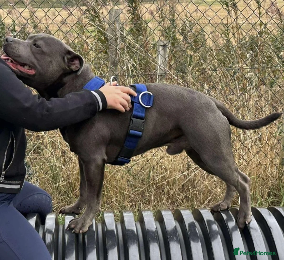 Staffordshire Bull Terrier dogs for stud: KC REG & TESTED BLUE STAFFORDSHIRE BULL TERRIER  - Advert 2
