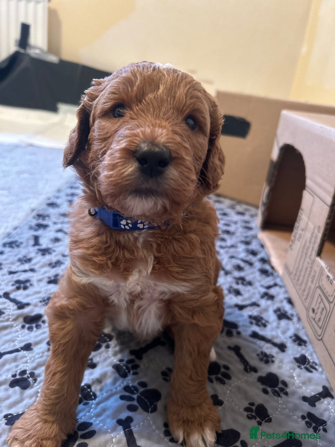 Mixed Breed dogs for sale: Labradoodle Puppies – Fox Red Parti & Black Tuxedo - Advert 10