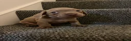 Mixed Breed dogs for sale: French Weiner Puppy's  - Advert 3