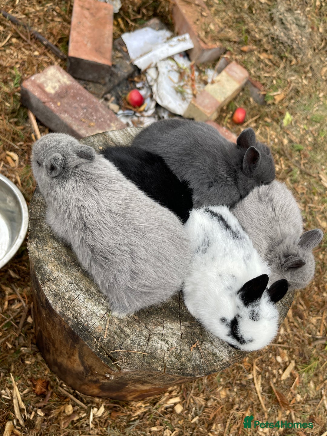 Netherland Dwarf rabbits for sale: Rare Colour purebred Netherland Dwarf  - Image 17