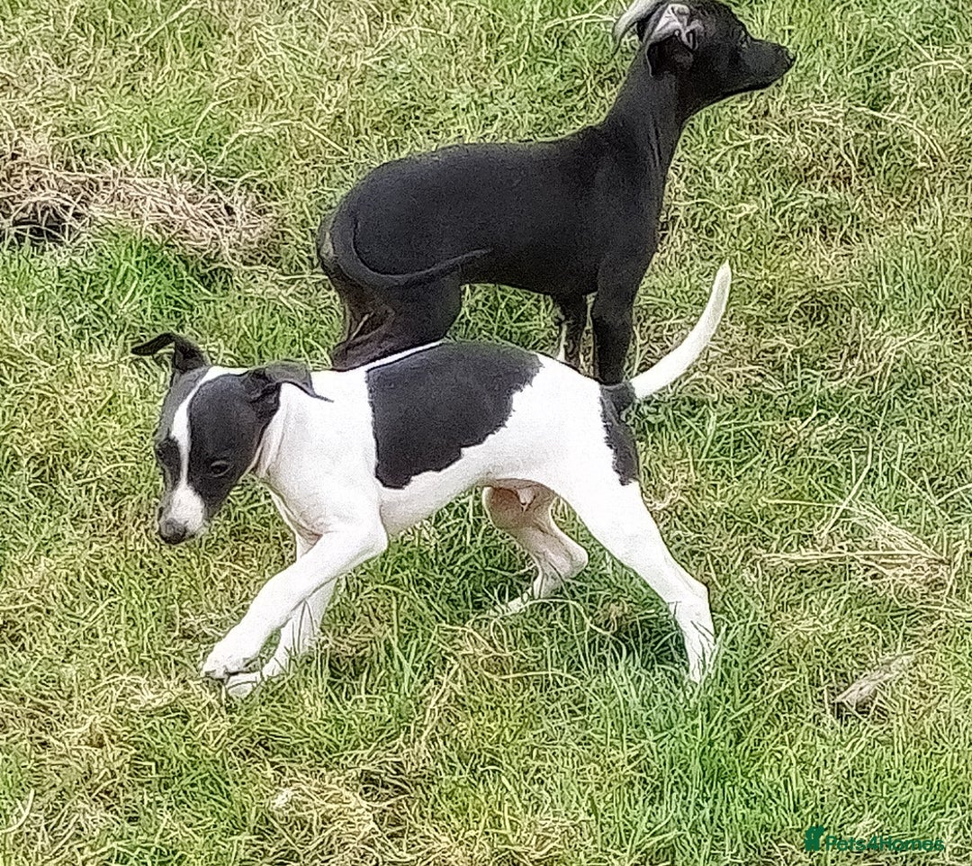 Italian Greyhound dogs for sale: Italian greyhound  - Image 12