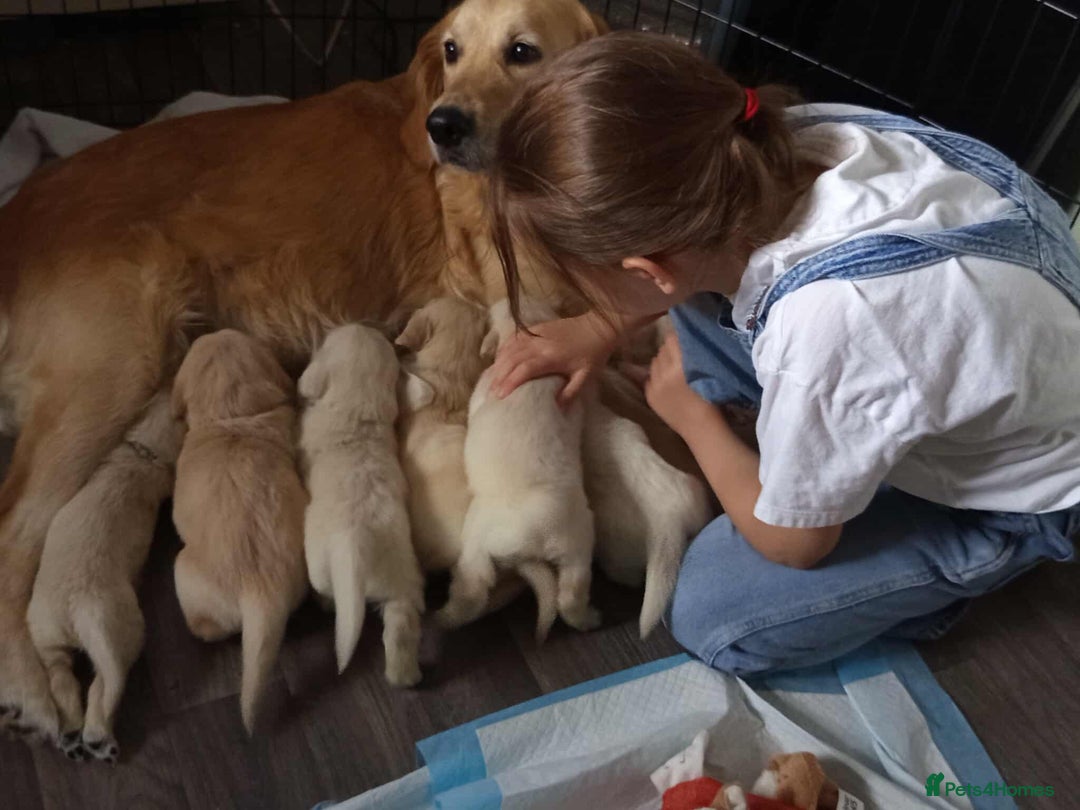 Golden Retriever dogs for sale: Golden Retriever Puppies - Mum & Dad family pets - Image 19