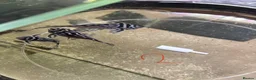 Plecos fish for sale: L046 zebra plecos 3x trios in Keighley - Advert 19