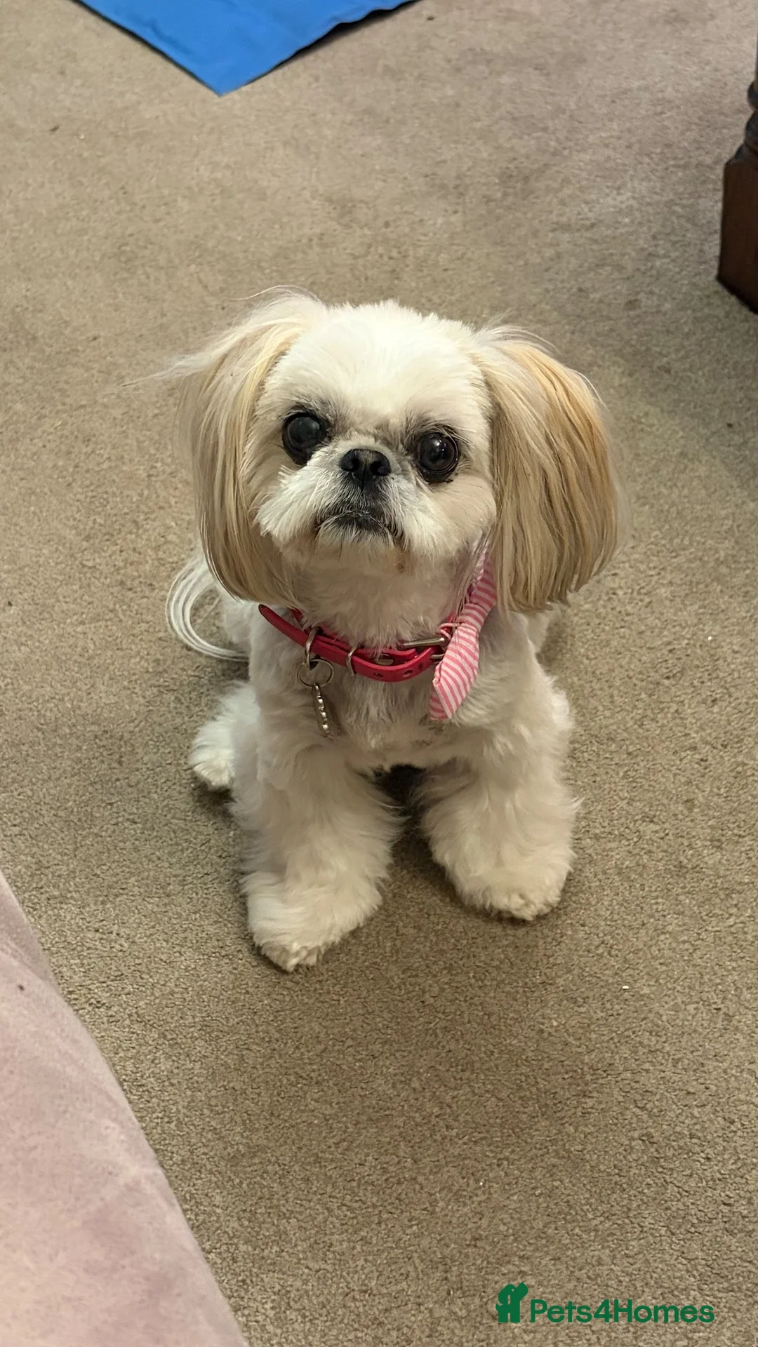 Shih Tzu dogs for sale: Incredibly loved Shih Tzu puppies  - Advert 1