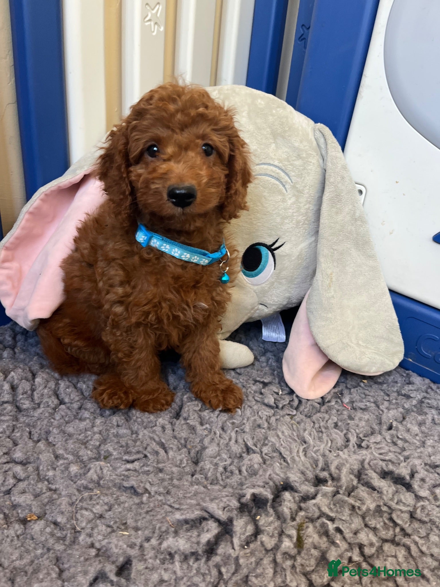 Cavapoo dogs Outstanding quality, F1b super dark red Cavapoo’s  - Advert 2