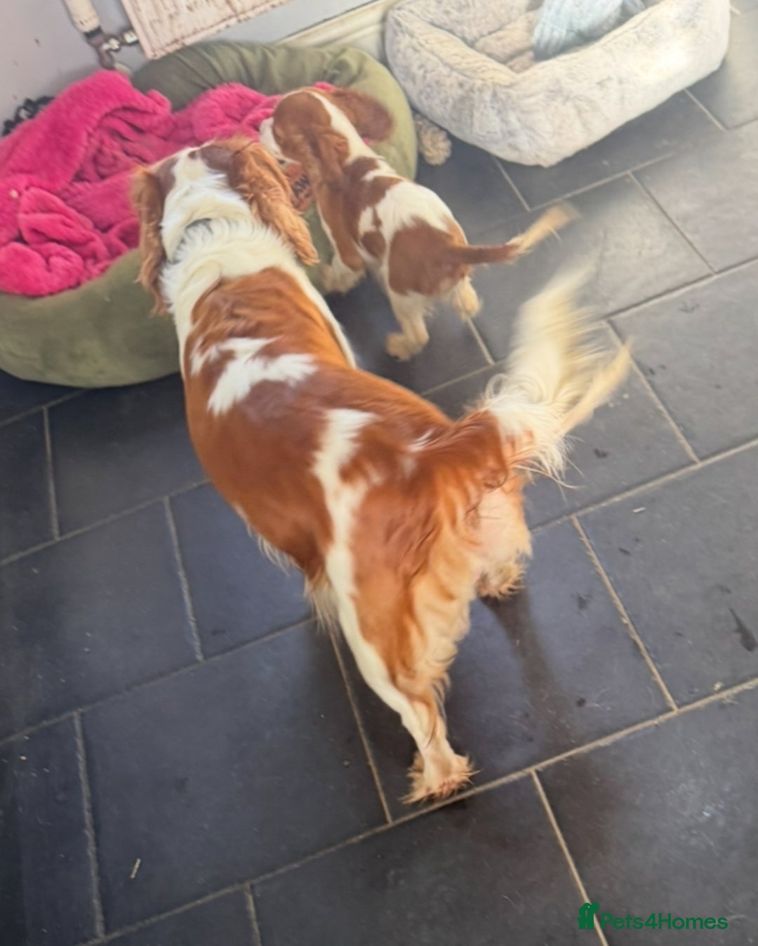 Cavalier King Charles Spaniel dogs for sale: Pippin - Health-checked Blenheim Boy - Advert 10