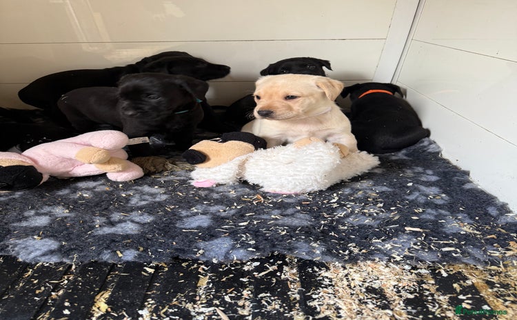 Labrador Retriever dogs - Advert 13