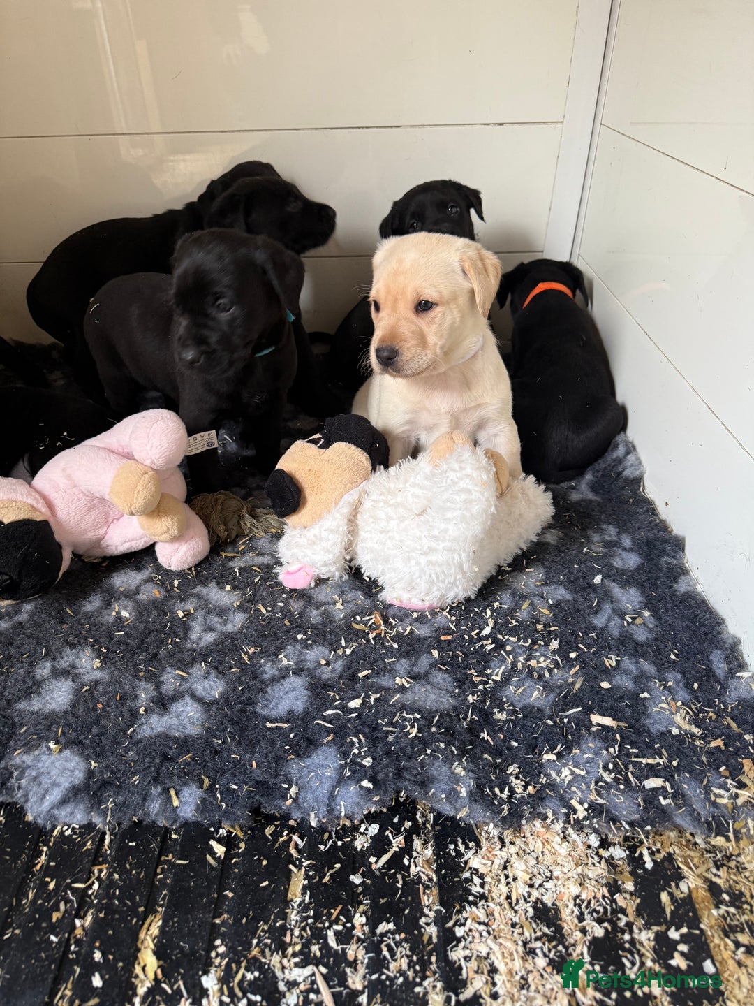 Labrador Retriever dogs for sale: Black pedigree Labradors only 3 girls available  - Image 4