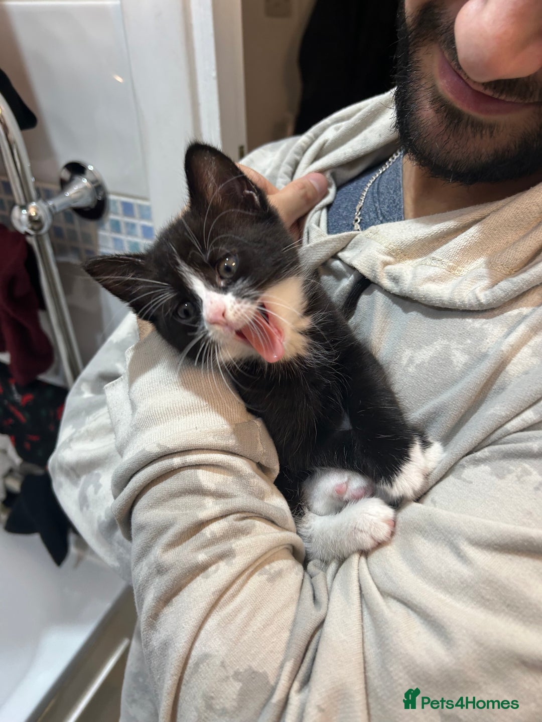 Mixed Breed cats for sale: Playful and loving tuxedo boy - Advert 8