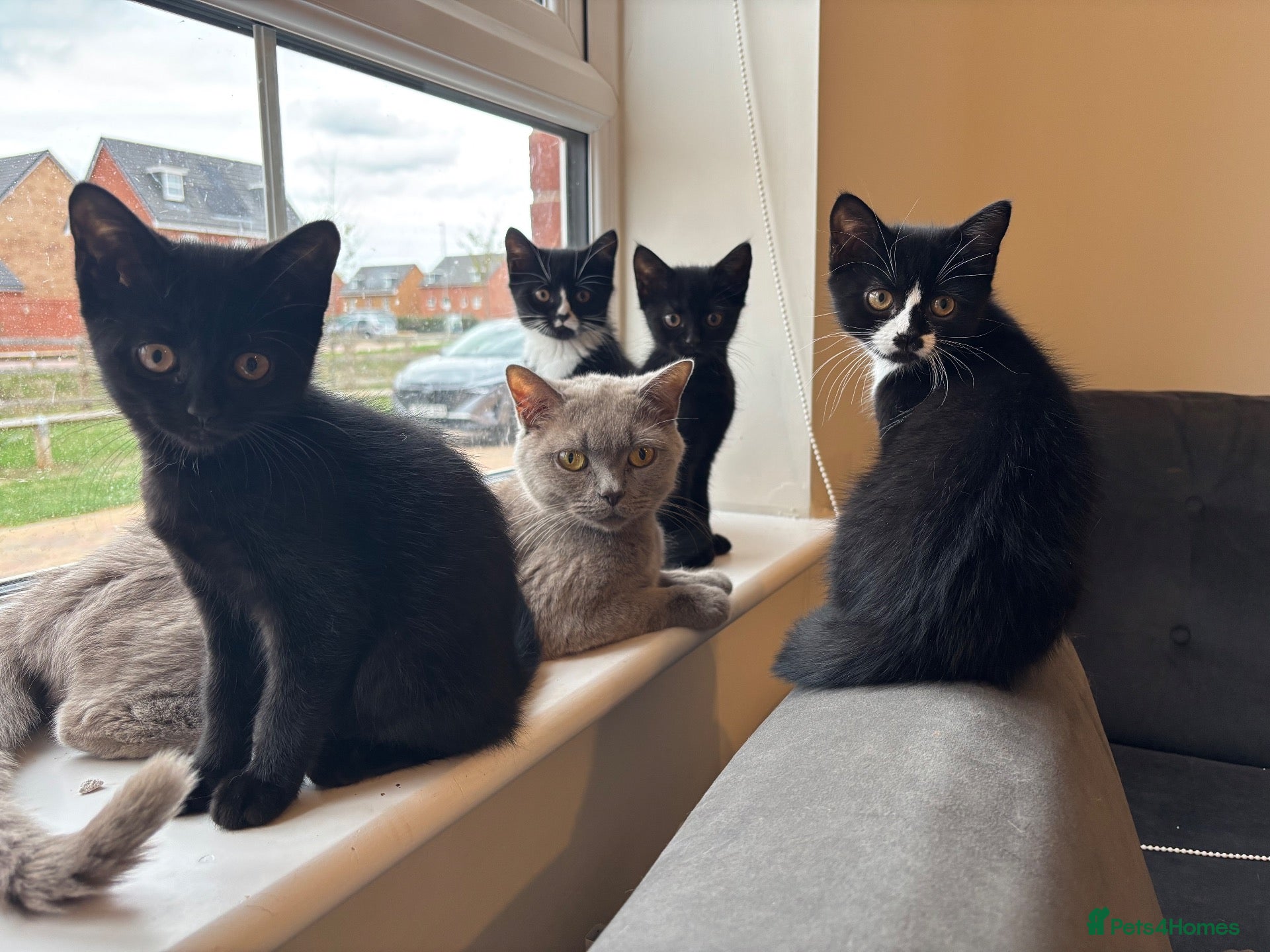 Mixed Breed cats Only 4 available kittens now half BSH  - Advert 1