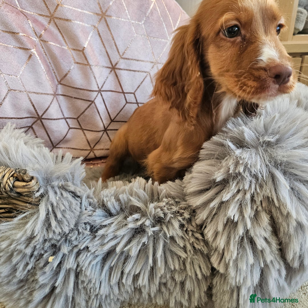 Cocker Spaniel dogs for sale: Stunning mix of working type cocker spaniels  - Advert 15