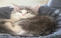 Maine Coon cats for sale: GCCF pedigree Maine Coons  - Image 4